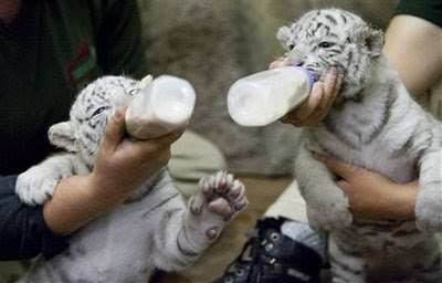 White tigers cubs