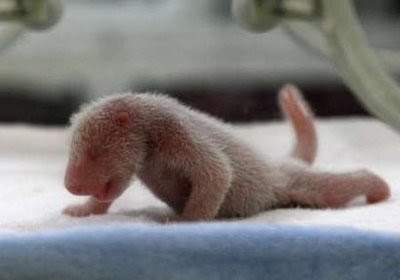 Animals: newborn panda cub.