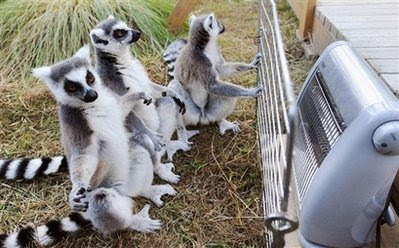 Animals: Ring-tailed lemurs