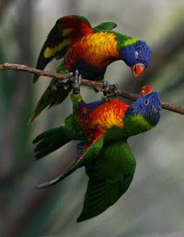 Animals: Rainbow Lorikeet.