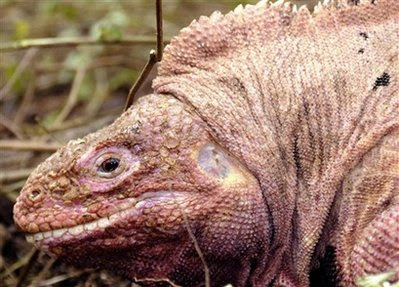 Animal: Pink land iguanas