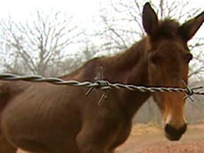 Animal: Lou the mule.