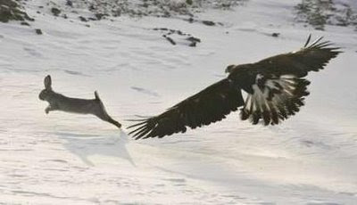 Animals: A tame golden eagle chases a hare.