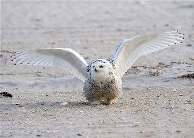 Animal: young male snowy owl.