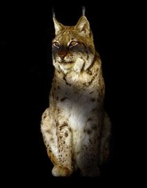 Animal: balkan lynx.