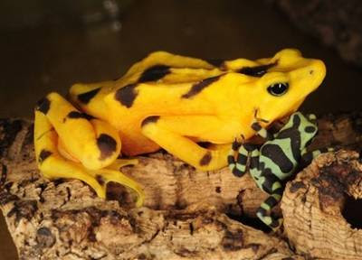 Animals: golden frog toadlet.