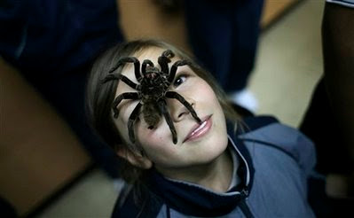 Animal: Spider  Xenesthis immanis tarantula.