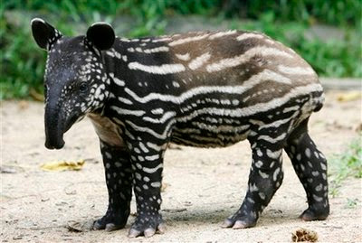 Animal: Malayan Tapir.