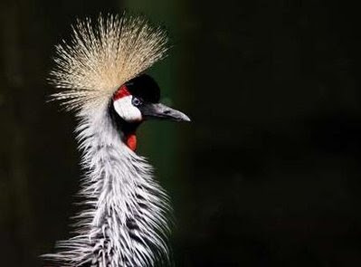 Animal: african Crown Crane.
