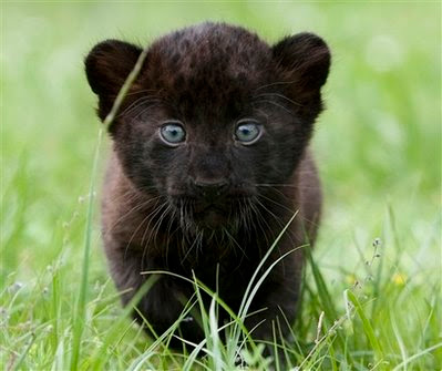 Animal: panther.