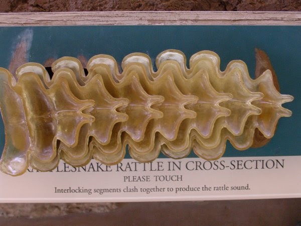 Yellow Rattle Cross Section Rattlesnake Rattle Inside