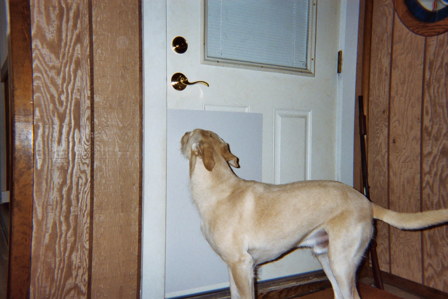 Собака закрывает дверь. Накладка на дверь входную от собаки. Антивандальная накладка на дверь от собак. Антивандальная накладка от животных дверей. Защита дверей от собак.