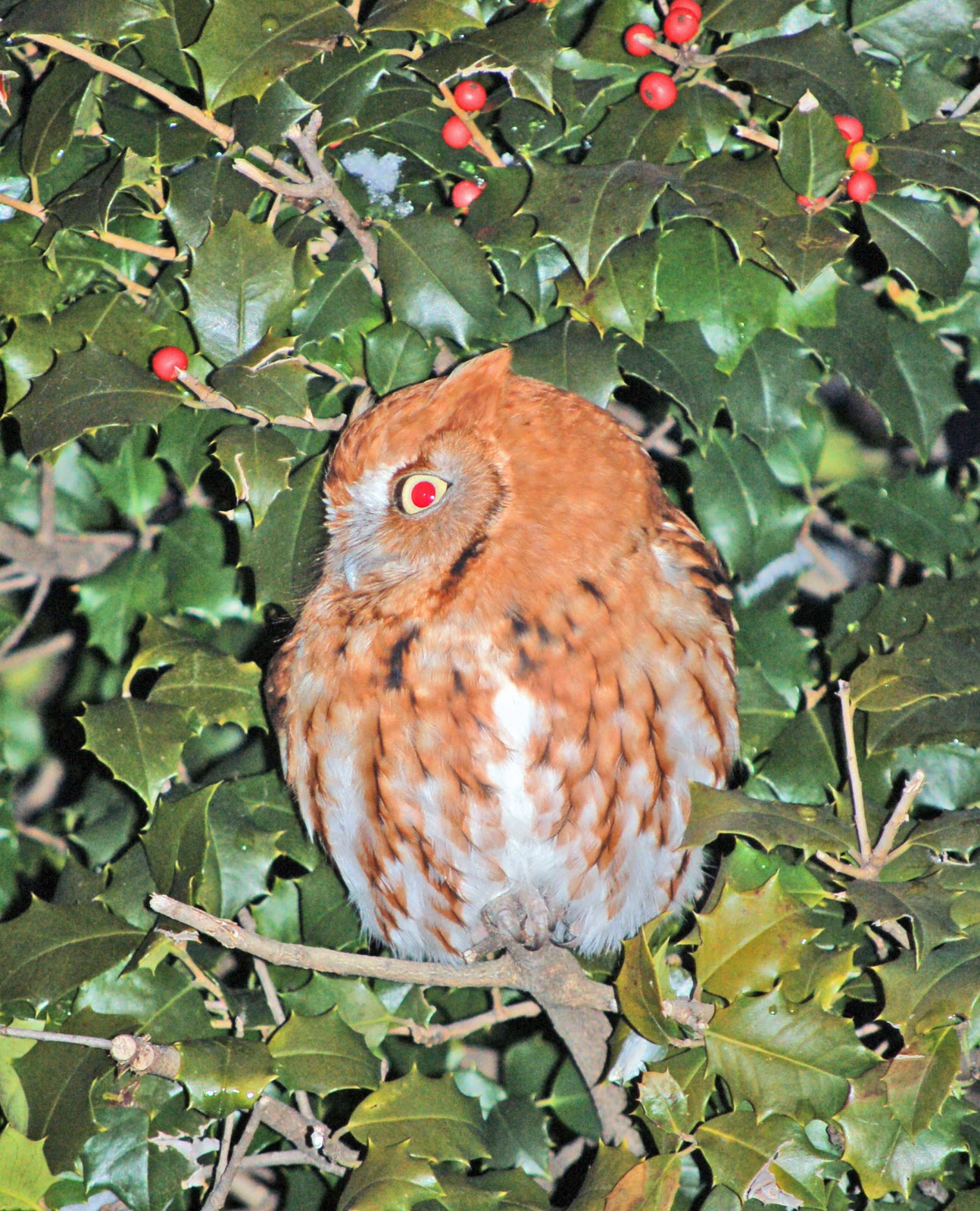 garden fool: EASTERN SCREECH OWL (RED MORPH)