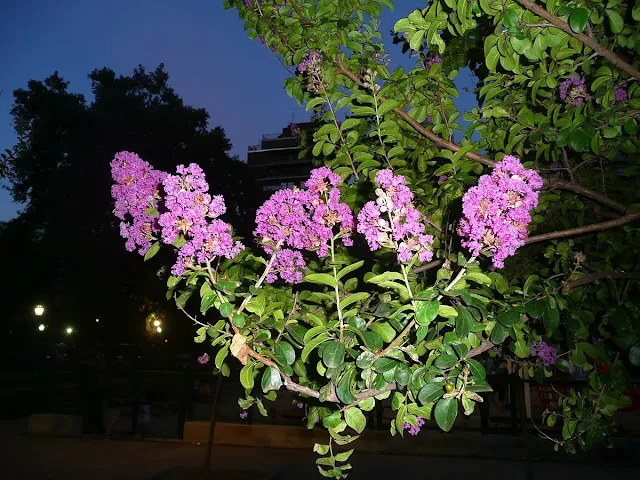 Flores en rama de árbol.