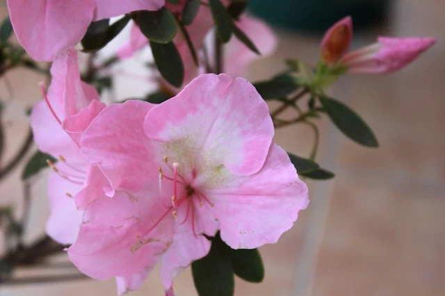 Flor de azalea