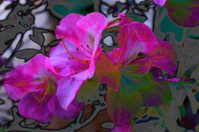Flores de azalea.