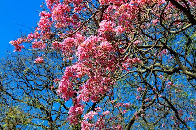 Flores de jacarandá.