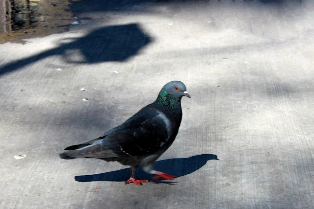 foto de una paloma caminando.