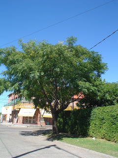 ARBOLES ORNAMENTALES: PARAISO