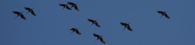 Sandhill cranes over Michigan