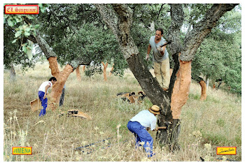 Descorche en la finca del "Sanguinar"