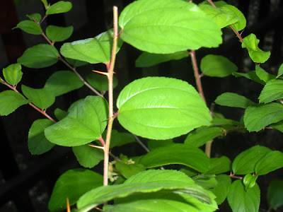 Daun Putsa batang bawah