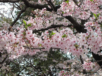Candy Stripes and Rainbow Dreams: Cherry Blossoms! Ueno Park - Part 1