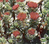rhizoma rhodiola sacra