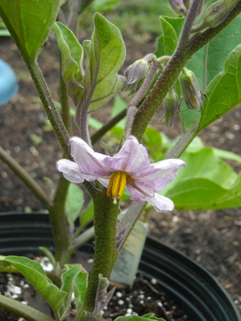 Paperlover123 My first eggplant flower!!!