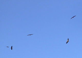 Hablando en verde: diciembre 2007