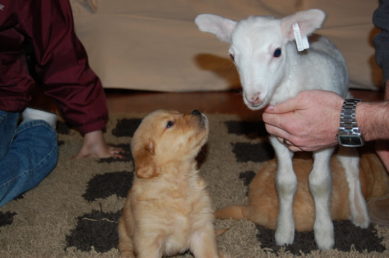 Puppy and Lamb making friends