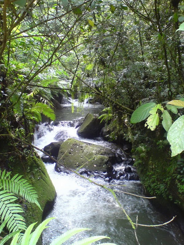 EXPLORE INDONESIA: Leopard on the Mountain Halimun Banten