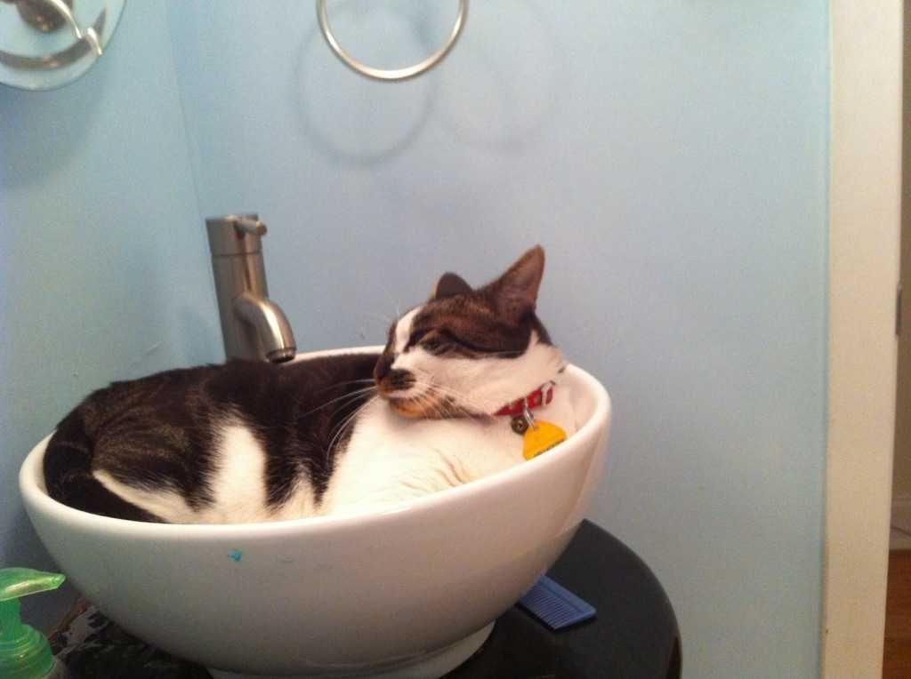Cats in Baths Cats in Sinks