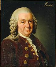 Carl von Linné (1707-1778)