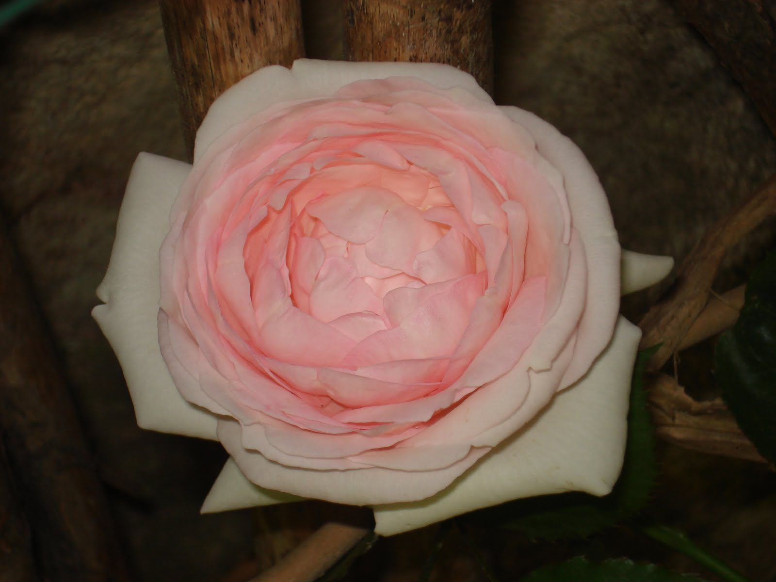 Le Jardin imaginal des Roses Lettre de de Geuser...