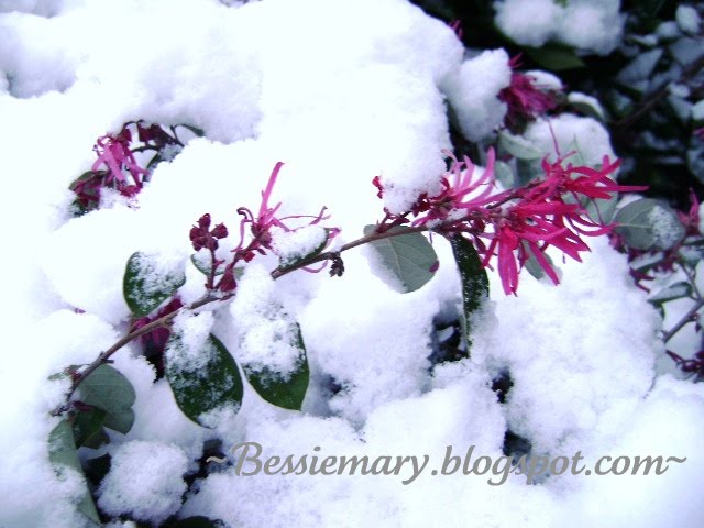 [Spring+Snow.jpg]
