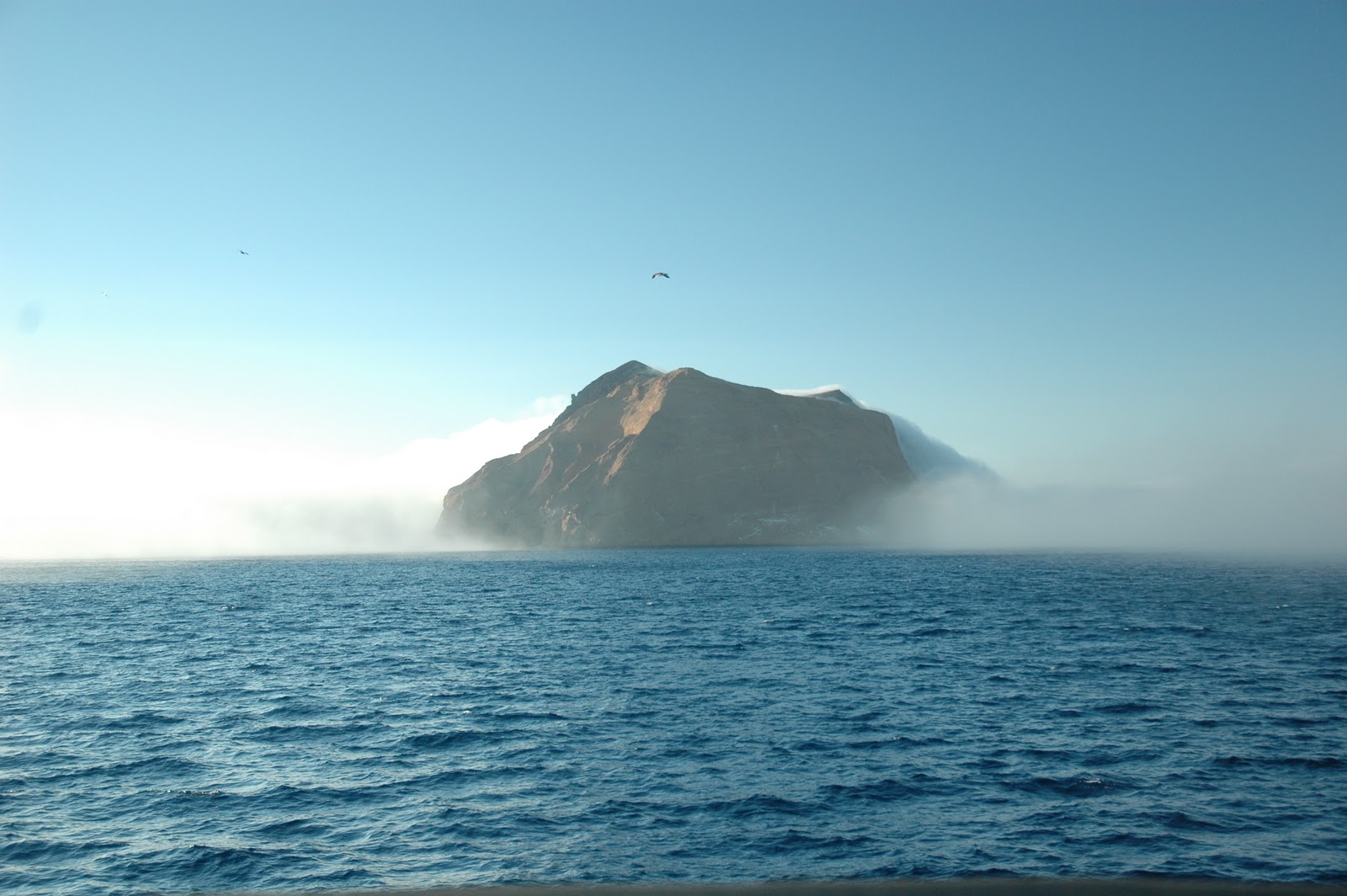 Guadalupe Shark Diving Guadalupe Island More Than Just Shark Diving...