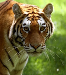 Save the Tiger