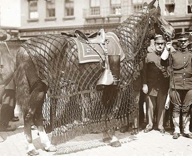 Pres.Grant's horse at his funeral ~