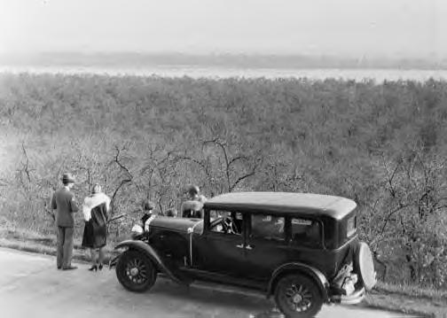 Hupmobile Century 6 Sedan. Prune orchard in Clark Cty., Oregon. 4-8-1929