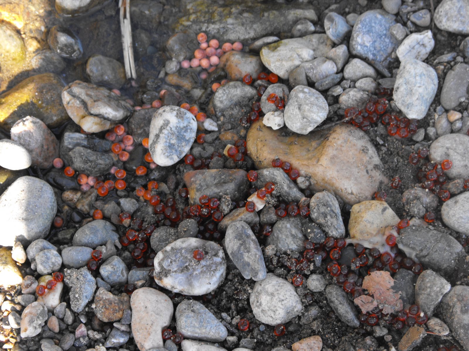 welovekamloops Sockeye Salmon Running Adams River