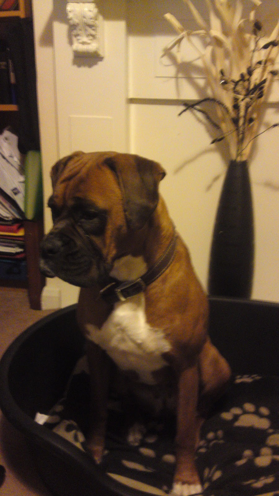 Boxer Puppies Through Pregnancy and Beyond... Pregnant Pictures