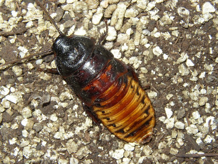 [gromphadorhina_portentosa+cucaracha+mas+grande.jpg]