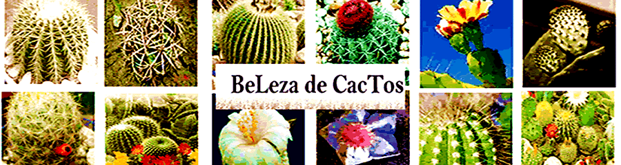 Beleza de Cactos|Cactaceos|Cactus|Melhor blog cactos|Cuidar Cactos|Paisagismo Cactos|Cultivar
