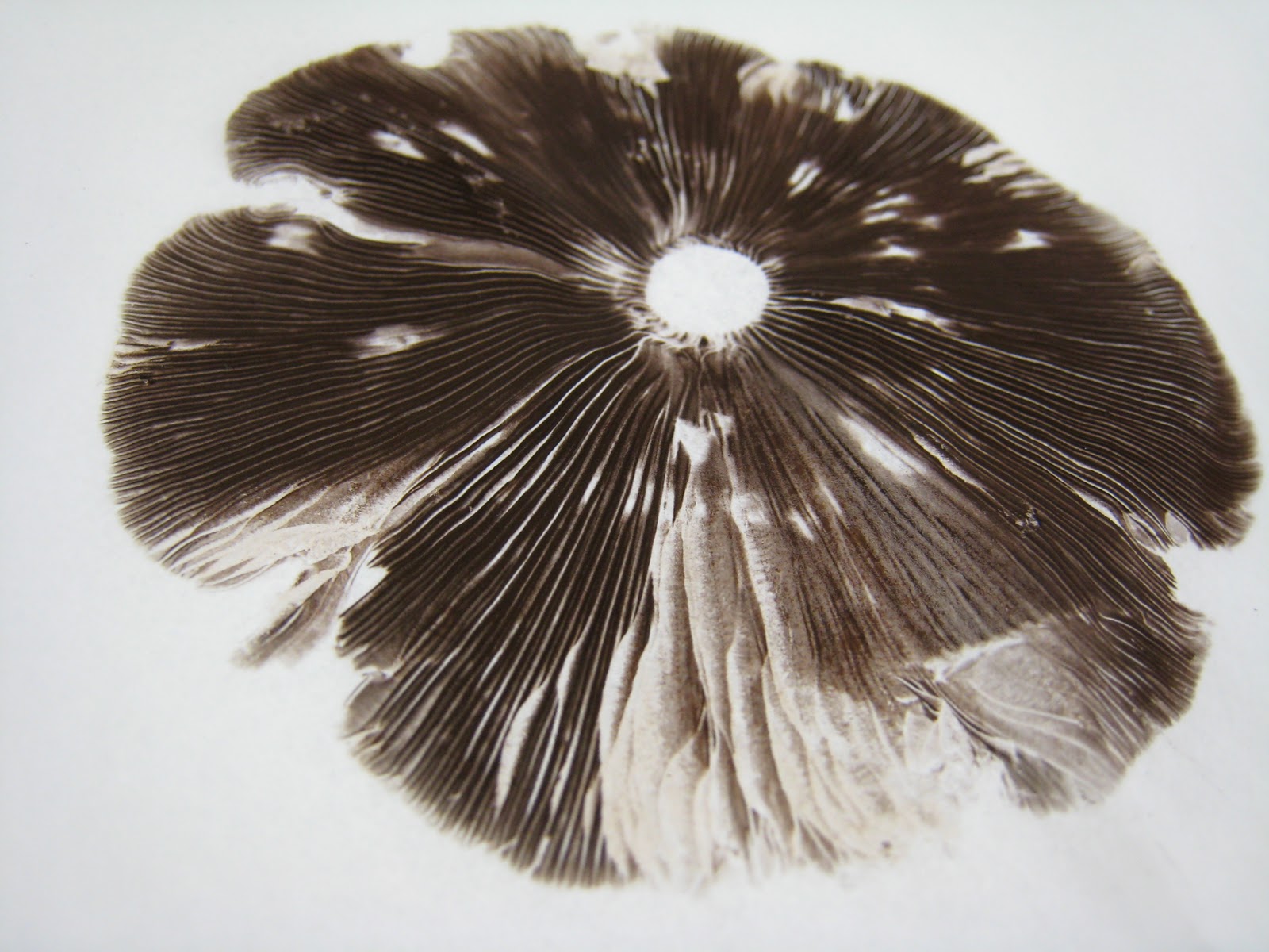 Lynn Corsi Bland Mushroom Spore Prints