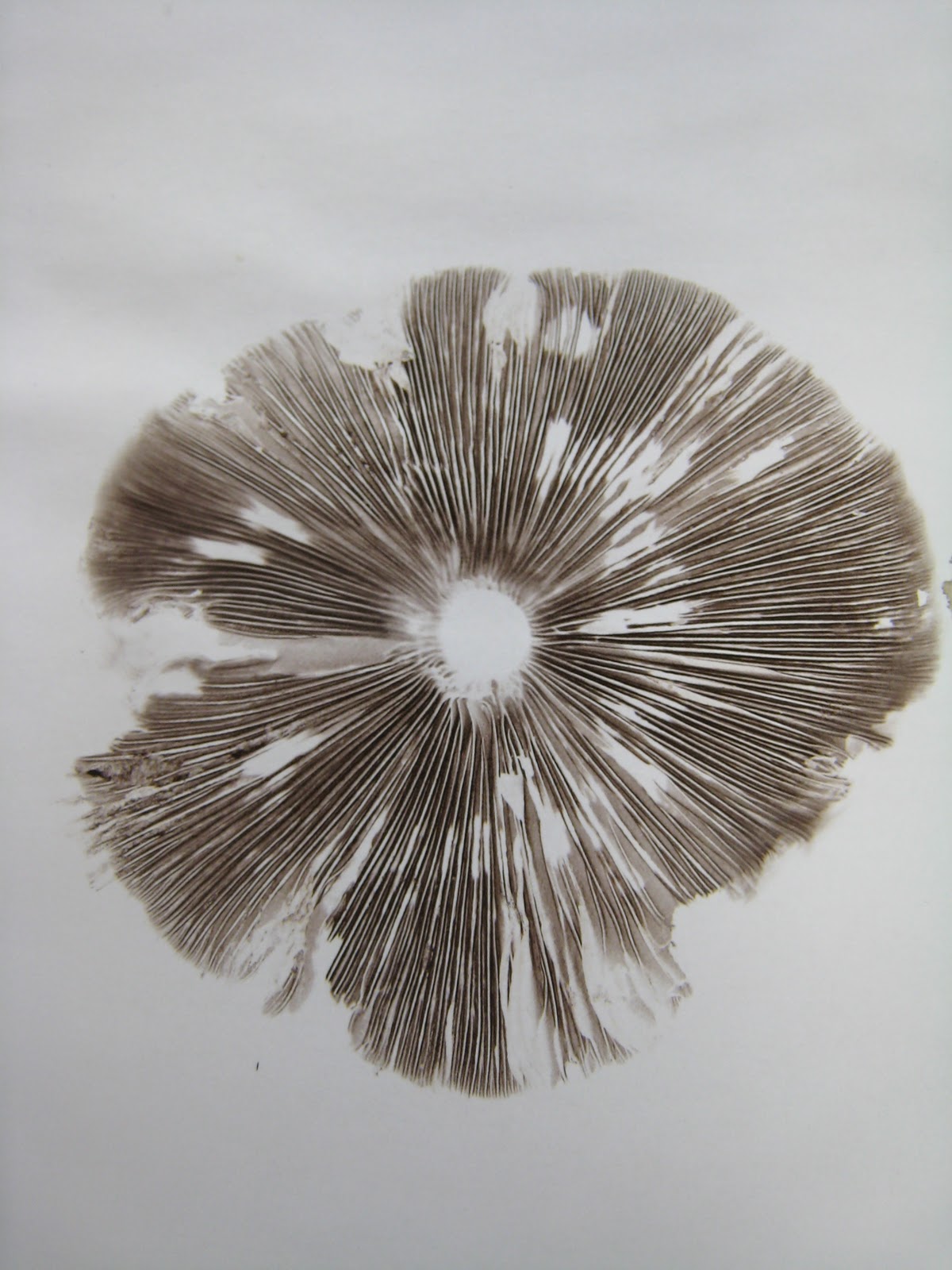 Lynn Corsi Bland Mushroom Spore Prints