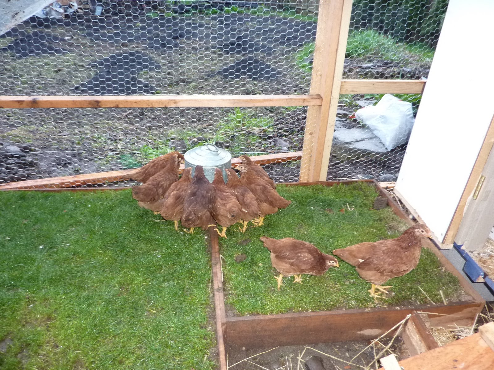 Life is good. Coffee Chaff Chicks