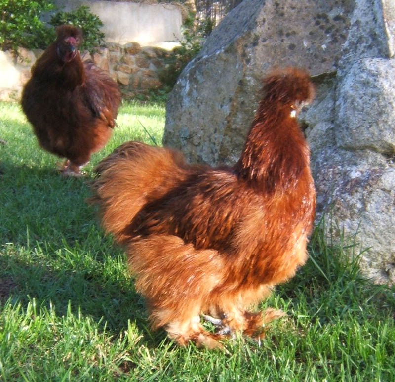 Life is good.: New chickens!