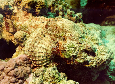 stonefish