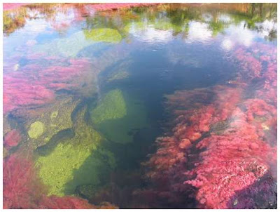 Cano-Cristales-7.jpg